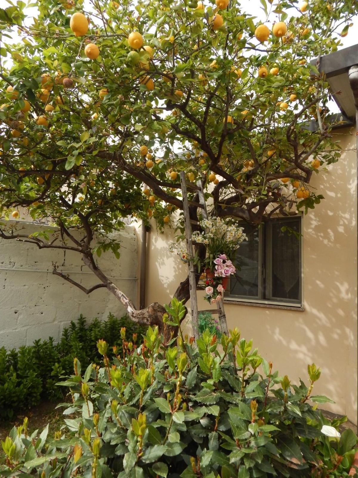 Apartamento Nel Giardino Di Nunziatina Syracuse Exterior foto